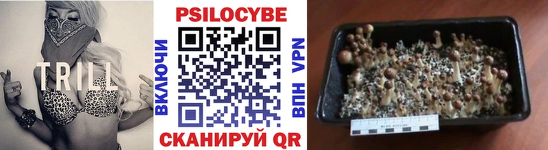 Купить где Кизилюрт Галлюциногенные грибы Cubensis